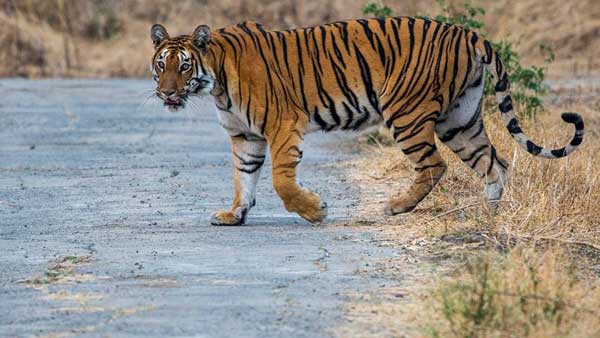  తోకపట్టి లాగి..