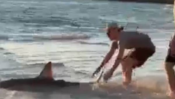 షార్క్‌కు సాయం..