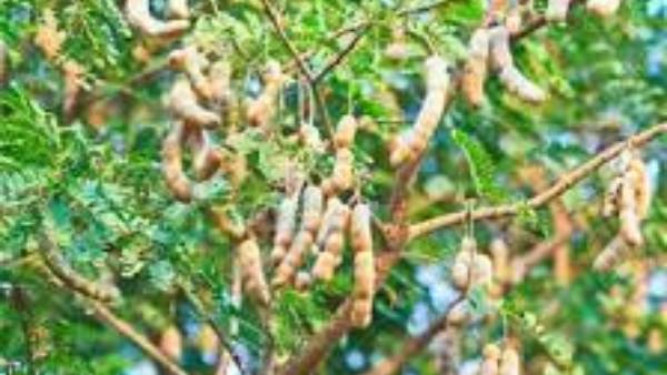 చింత చెట్టు