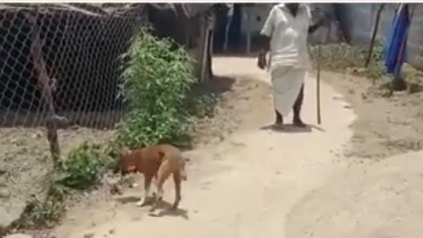 అలవాటులో పొరబాటుగా యజమానికి నష్టం చేసిన కుక్క