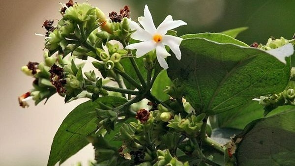 ఇంటిలో డ్రై ప్లవర్స్ వద్దు.. ఇంటిలో డ్రై ప్లవర్స్ వద్దు..