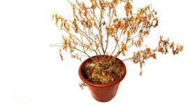  ఎండిపోయిన మరియు కుళ్ళిపోతున్న మొక్కలు