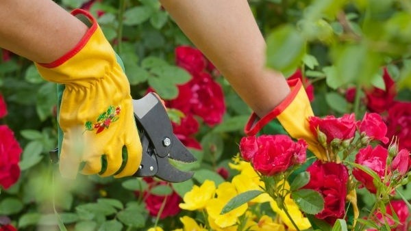 ఈశాన్య దిశలో చెట్లు పెంచటం యమా డేంజర్ .. చెట్లు పెట్టాల్సిన దిశలు ఇవే 