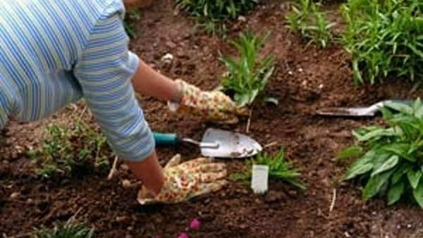 ప్రవేశ ద్వారానికి ఒకవైపు మాత్రమే పెద్ద చెట్టు ఉండాలి 