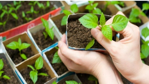 ఇంటి ప్రవేశ ద్వారం వద్ద పెద్ద పెద్ద చెట్లతో మూసివెయ్యటం మంచిది కాదు 