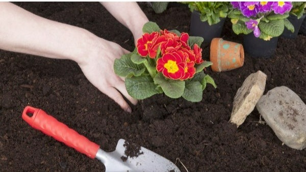 ఇంటిపై 9 గంటల నుంచి మధ్యాహ్నం 3 గంటల మధ్య నీడ పడే చెట్లను పెంచరాదు