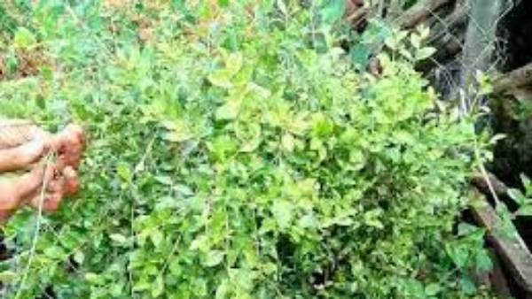  గోరింటాకు మొక్క