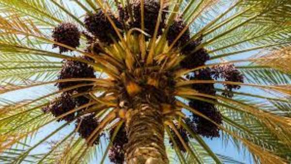 ఖర్జూర చెట్టు