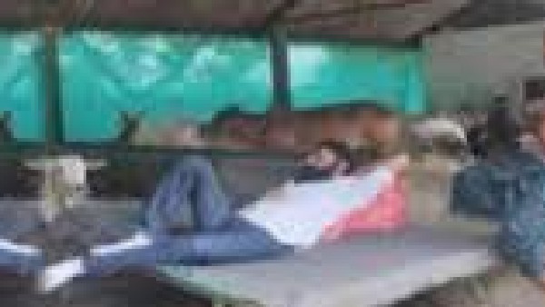 పశువుల కొట్టంలో మంచంపై పడుకున్న కొడాలి నాని ఫోటో వైరల్ పశువుల కొట్టంలో మంచంపై పడుకున్న కొడాలి నాని ఫోటో వైరల్