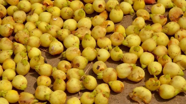 ఏపీ, తెలంగాణాతో పాటు అనేక రాష్ట్రాలలో అటవీ ప్రాంతాలలో ఇప్ప చెట్లు