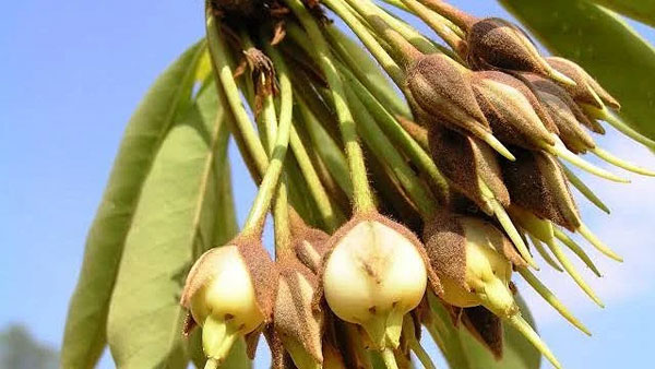 గిరిజనులకు జీవనోపాదినిచ్చే ఇప్ప పూల సేకరణ