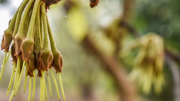 ఇప్పతో లాభాలెన్నో.. ఇప్ప పూలతో వివిధ రుచికరమైన ఆహార పదార్ధాల తయారీ