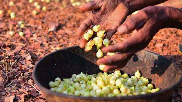 భీమ్ భాయ్ మహిళా సహకార సంఘాలు.. ఇప్పపూలతో ఆదివాసీ ఆహారం ..