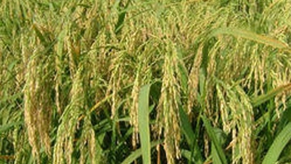 ఏపీ నుండి తెలంగాణాకు వస్తున్న ధాన్యం లారీలను అడ్డుకుంటున్న తెలంగాణా అధికారులు ఏపీ నుండి తెలంగాణాకు వస్తున్న ధాన్యం లారీలను అడ్డుకుంటున్న తెలంగాణా అధికారులు