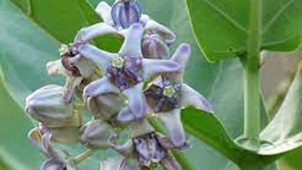 పాలు కారే మొక్కలు ఇళ్ళలో ఉంటే దురదృష్టం 