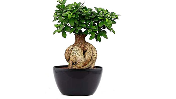 బోన్సాయ్ మొక్కలను పెంచటం కుటుంబ ఎదుగుదలకు ఆటంకం 