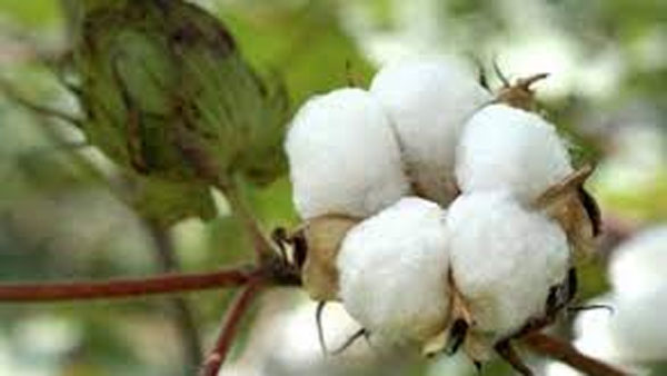 ఇంట్లో పత్తి మొక్కలు పెంచటం అశుభం 