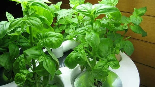 కాక్టస్ పెంచటం డేంజర్ .. ముళ్ళ మొక్కలు ఇళ్ళలో పెంచటం మంచిది కాదు 