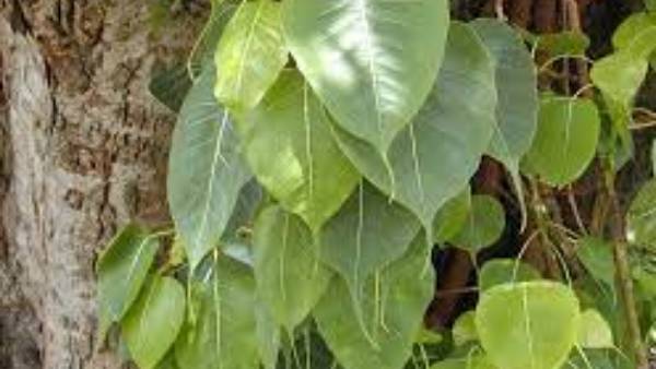 రావి చెట్టు