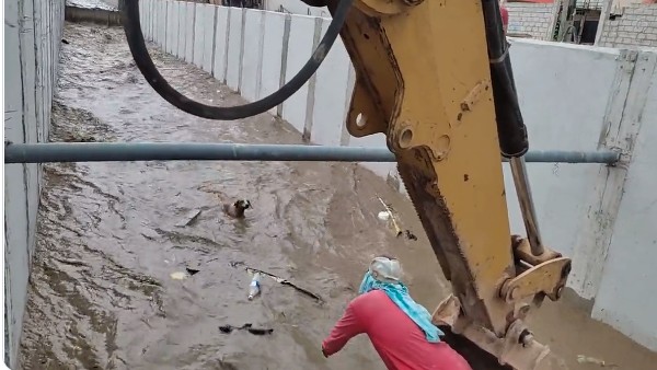 వరదలో కొట్టుకొస్తున్న శునకం..