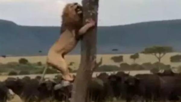  3 సింహాలు