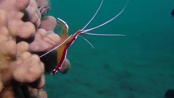 క్రెంటిస్ట్ క్రెంటిస్ట్