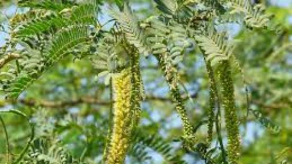 తుమ్మ చెట్టు