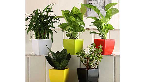 అదృష్టం కోసం పెంచుకోవాల్సిన ఐదు మొక్కలు ఇవే