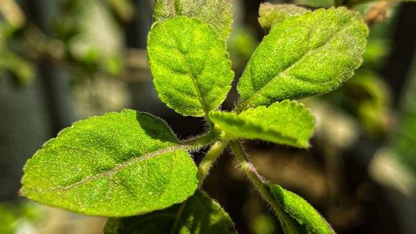  ఇంటికి ఆగ్నేయ దిశలోనే తులసి మొక్క