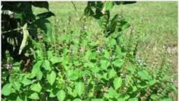  తులసి పూజకు ప్రత్యేకత