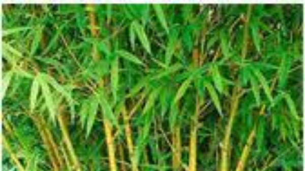  వెదురు మొక్క