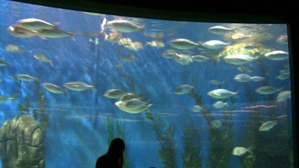 అక్వేరియం పెట్టటానికి, చేపలను పెంచటానికి సానుకూల దిశలు ఇవే 