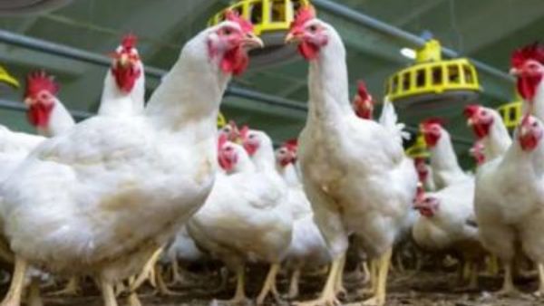 కొండెక్కిన కోడి ధర