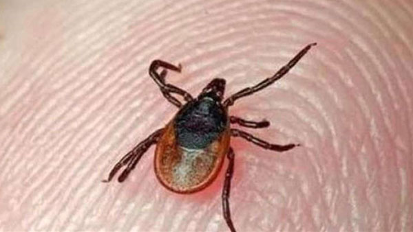 గతం కంటే ఉధృతంగా ఇరాక్ లో కాంగో ఫీవర్.. ఈ వైరస్ కు వ్యాక్సిన్ లేదు గతం కంటే ఉధృతంగా ఇరాక్ లో కాంగో ఫీవర్.. ఈ వైరస్ కు వ్యాక్సిన్ లేదు