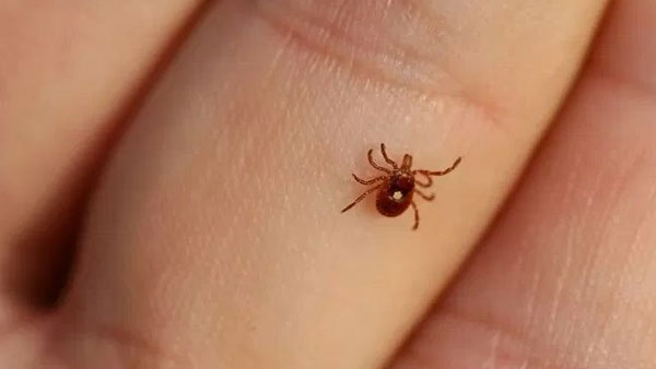 ఇరాక్ లో కాంగో ఫీవర్ తో ప్రపంచ దేశాలకు కొత్త భయం ఇరాక్ లో కాంగో ఫీవర్ తో ప్రపంచ దేశాలకు కొత్త భయం