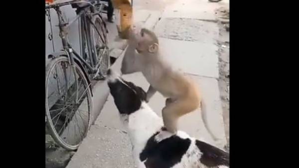 దోస్త్ మేరా దోస్త్..