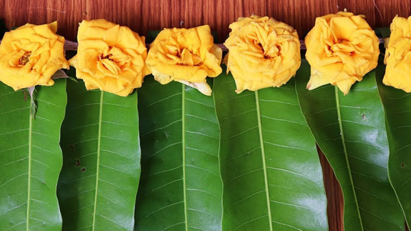 మామిడి ఆకుల్లో లక్ష్మీ కొలువు... మామిడి తోరణాలు కడితే ఆ ఇంట్లో ఐశ్వర్యం