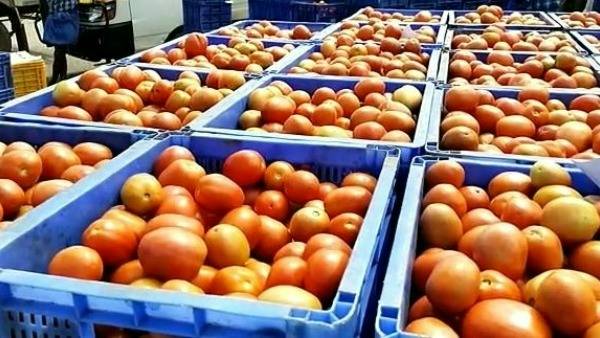 టమాటాల ధరల పెరుగుదలకు అనేక కారణాలు 