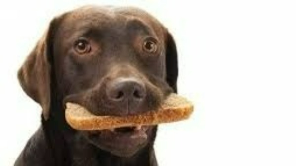  కుక్క నోటిలో రొట్టె ముక్క శుభ సంకేతం .. లక్షీ దేవి రాకను సూచించేవి ఇవే