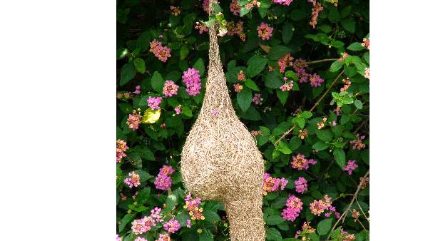 కలలో ఇవి వస్తే ఐశ్వర్యం