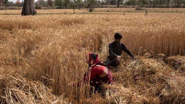 ప్రపంచ గోధుమ ఎగుమతుల్లో దాదాపు 5 శాతం భారత్ వాటా
