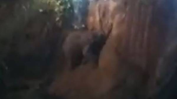 గజరాజు సేవ్