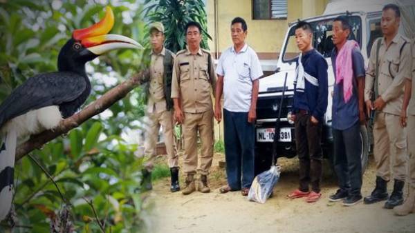 Nagaland:Three arrested after beating the endangered hornbill bird to death,video viral Nagaland:Three arrested after beating the endangered hornbill bird to death,video viral