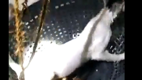 బావిలోకి బుట్ట వేసి.. దానిలోకి పిల్లి వచ్చాక .. పిల్లిని కాపాడిన పోలీసులు బావిలోకి బుట్ట వేసి.. దానిలోకి పిల్లి వచ్చాక .. పిల్లిని కాపాడిన పోలీసులు