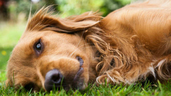 పెంపుడు జంతువులతో ఇళ్ళలో విభిన్న ప్రభావాలు