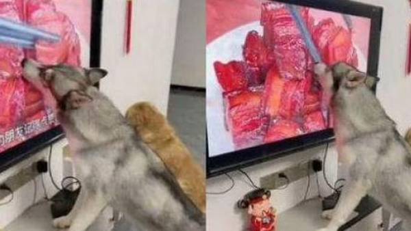 టీవీ తెరపై ముక్క..