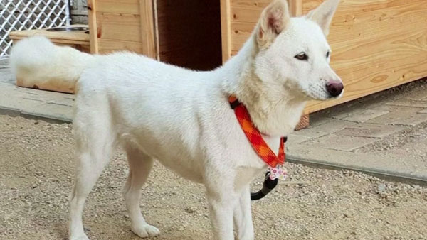 కుక్కను ఉంచకూడని దిశలు ఇవే..