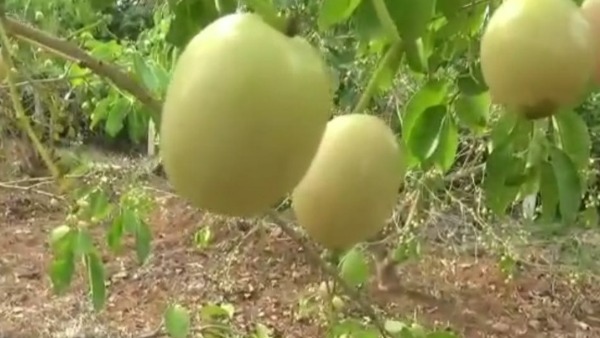 మియాజాకీ పండ్ల ప్రత్యేకత ఇదే