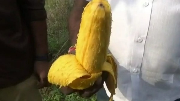 జపాన్ మియాజాకీ రకం