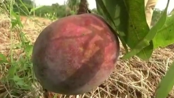 లక్ష రూపాయల మామిడిపండు